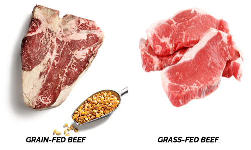 difference-of-grass-fed-meat-from-grain-fed-meat